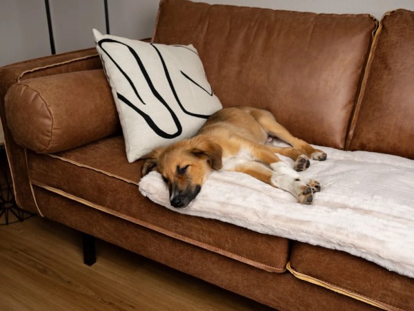 Harmony Hundedecke gefüttert creme