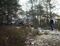 Vorschau: Non-Stop dogwear Friction Long Line Schleppleine Vorschau: Non-Stop dogwear Friction Long Line Schleppleine