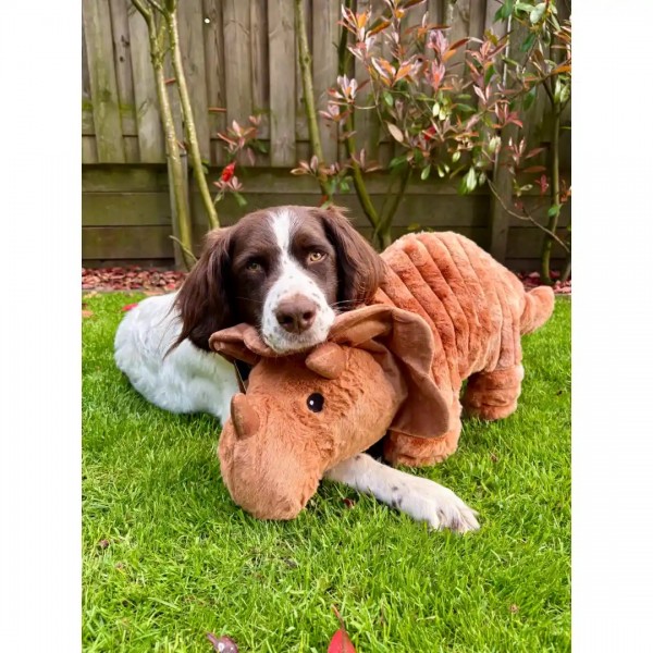 Quapas! Triceratops