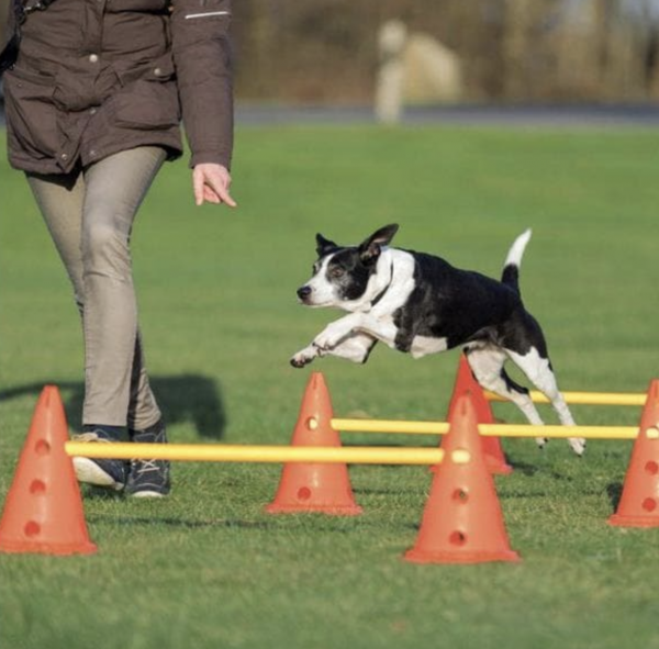 Dog Activity Hindernisse 78cm, 3 St.,ø 23×30cm, orange & gelb