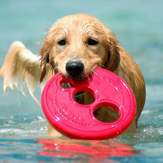 Rogz Flying Floating Frisbee Spielzeug Hund Animaux