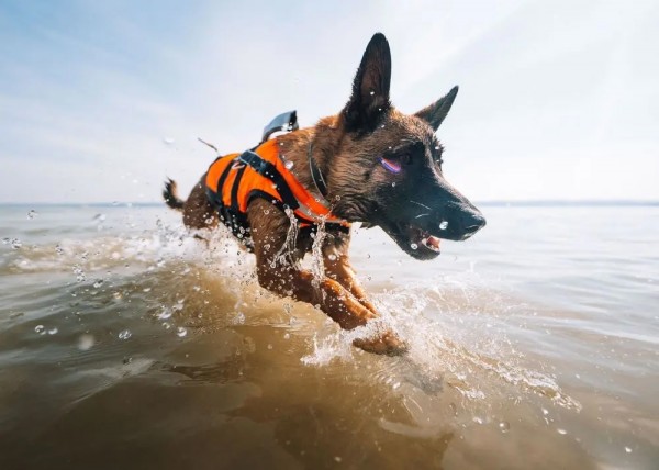 Non-Stop dogwear Safe Life Jacket 2.0