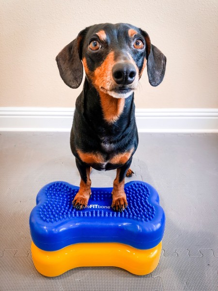 FitPAWS K9FITbone Mini Balancierscheibe