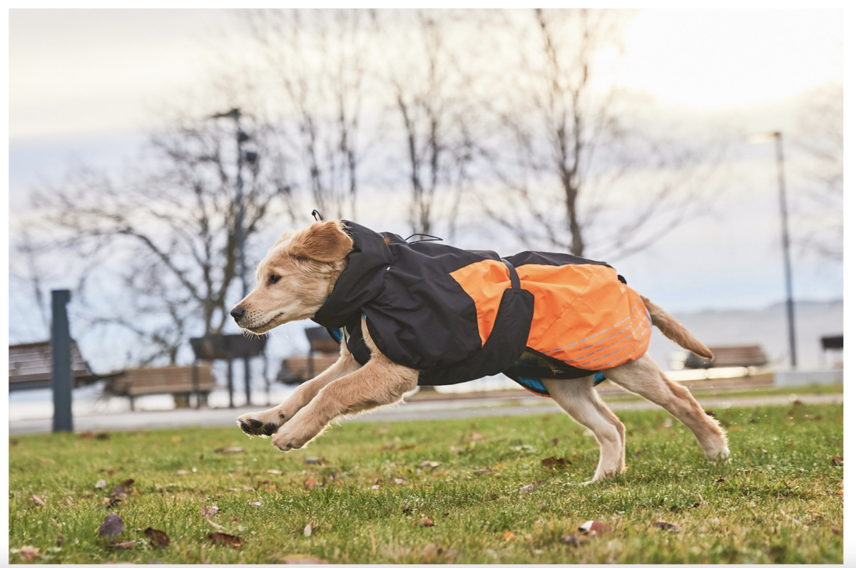 bettex hundebett Hochwertige Hundebetten von TEDDY LONDON in Boucl-Optik: Stilvolle  Gemtlichkeit fr Ihren Vierbeiner  Hejpaw