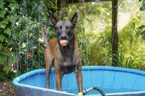 Fountain Doggy Pool